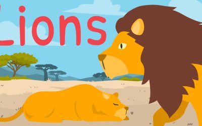 Lion Facts for Kids – NEW – Youtube.