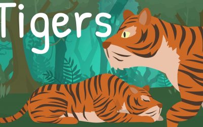 Tiger Facts for Kids – NEW – Silly School Education TV